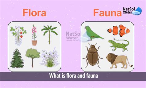 Flora and Fauna 